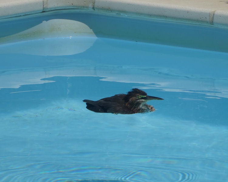 #EnFranceaussi: ornithologie en Guadeloupe. 6 Guadeloupe héron vert dans la piscine