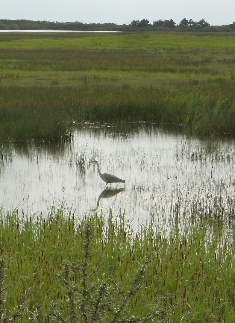 Au Parc du Marquenterre en Baie de Somme 5 marquenterre heron
