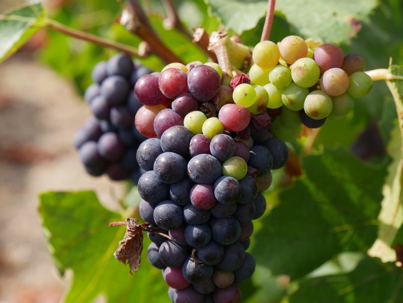 Visiter Epernay, capitale du Champagne en lumières. 16 Epernay capitale du champagne