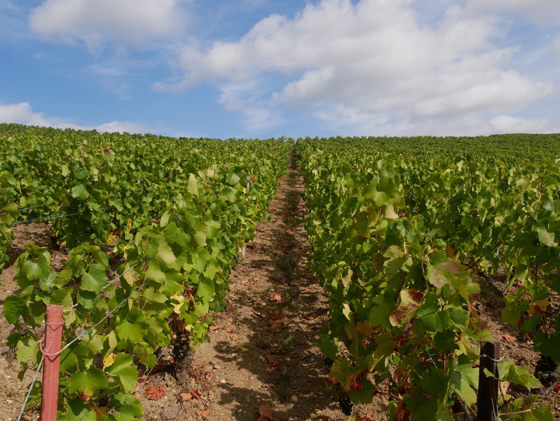 Visiter Epernay, capitale du Champagne en lumières. 10 Epernay capitale du champagne