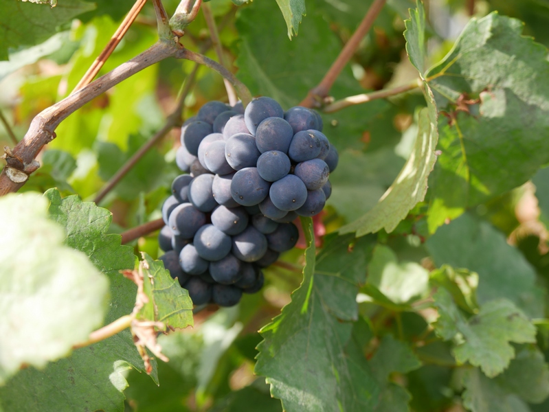 Visiter Epernay, capitale du Champagne en lumières. 8 Epernay capitale du champagne