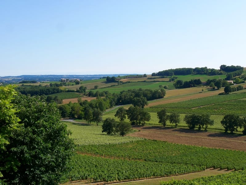 Mon spot de baignade dans les gorges du Tarn ? 13 Campagne du tarn, vignes
