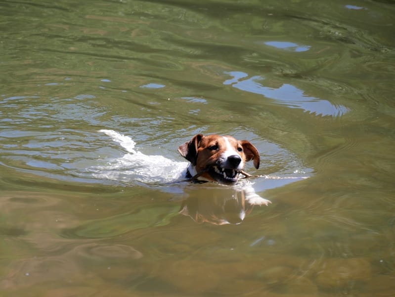 Mon spot de baignade dans les gorges du Tarn ? 8 bucolique07