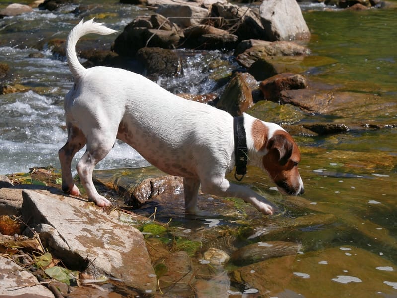 Mon spot de baignade dans les gorges du Tarn ? 12 Ambialet Tarn EnFranceaussi bucolique baignade rivière gorges du Tarn chien