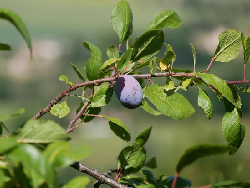 Mon spot de baignade dans les gorges du Tarn ? 14 BUCOLIQUE TARN