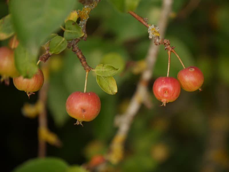 Mon spot de baignade dans les gorges du Tarn ? 15 BUCOLIQUE TARN