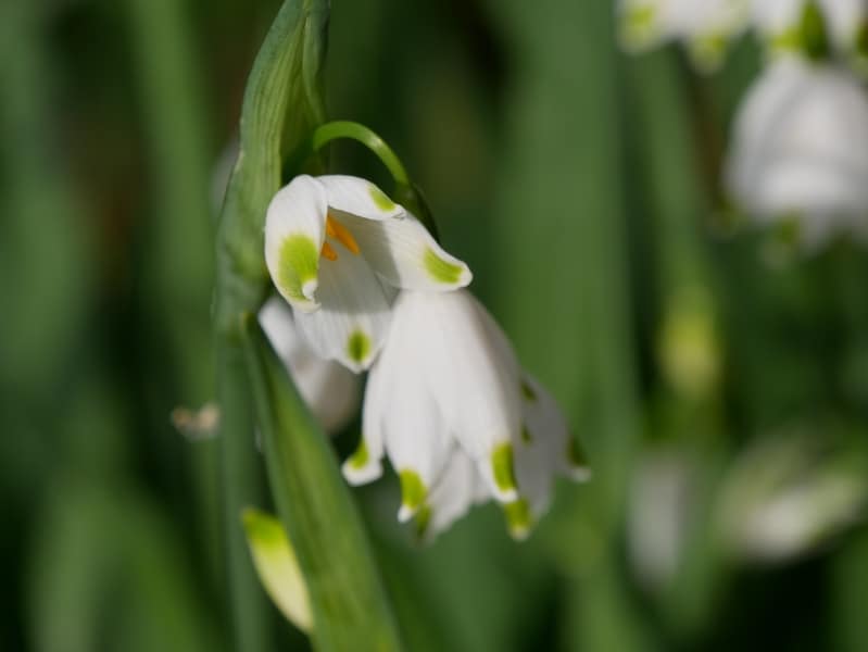 Chambres d'hôtes Fenêtres-sur-mer : 10 ans ! 50 bois des moutiers varengeville sur mer seine maritime normandie