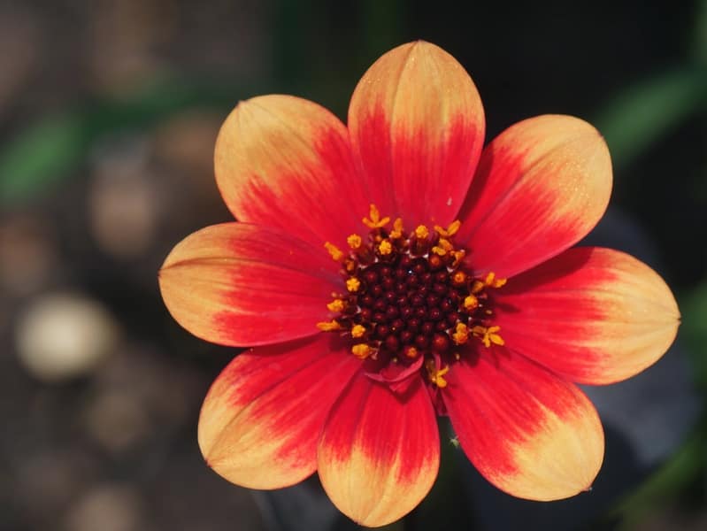 Arnaga, la maison d'Edmond Rostand 13 villa Arnaga Cambo-les-bains Edmond Rostand Enfranceaussi Pays basque