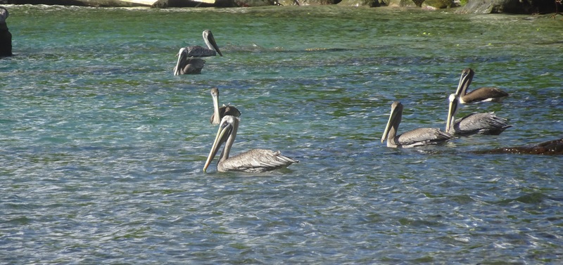 #EnFranceaussi: ornithologie en Guadeloupe. 1 Pélicans sur l'île des Saintes