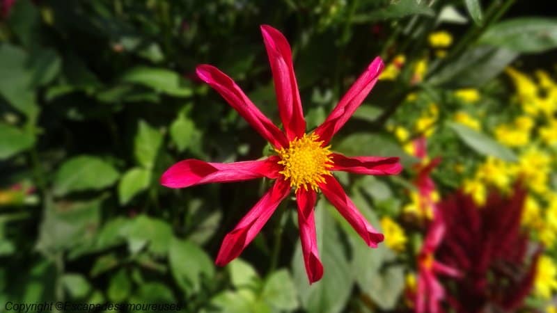 Giverny : 5 raisons de visiter le jardin de Claude Monet en automne 3 Jardin claude monet Giverny