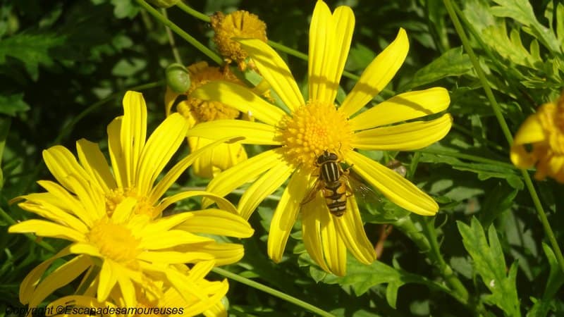 Giverny : 5 raisons de visiter le jardin de Claude Monet en automne 4 Jardin claude monet Giverny