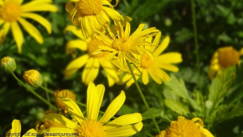 Giverny : 5 raisons de visiter le jardin de Claude Monet en automne 5 Jardin claude monet Giverny
