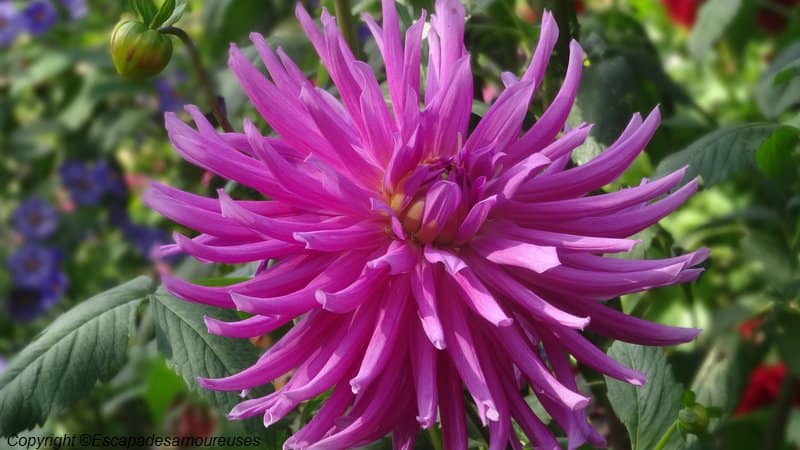 Giverny : 5 raisons de visiter le jardin de Claude Monet en automne 6 Jardin claude monet Giverny