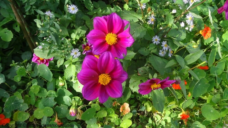 Giverny : 5 raisons de visiter le jardin de Claude Monet en automne 8 Jardin claude monet Giverny