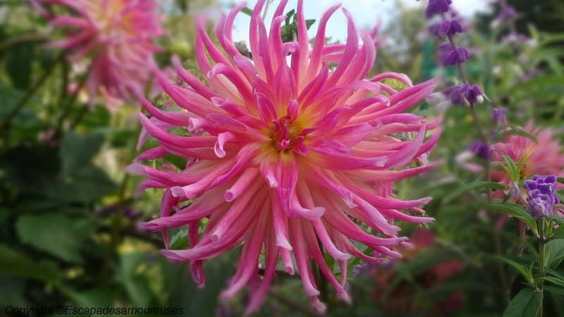 Giverny : 5 raisons de visiter le jardin de Claude Monet en automne 15 Jardin claude monet Giverny