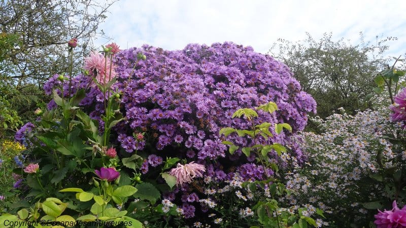Giverny : 5 raisons de visiter le jardin de Claude Monet en automne 16 Jardin claude monet Giverny