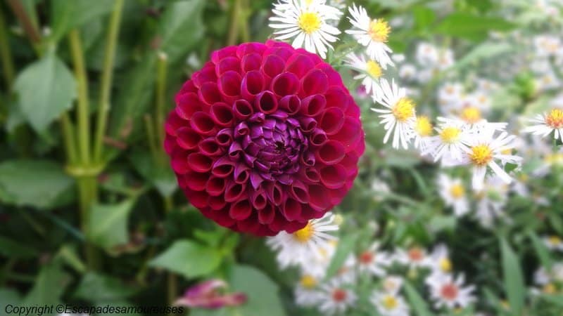 Giverny : 5 raisons de visiter le jardin de Claude Monet en automne 17 Jardin claude monet Giverny