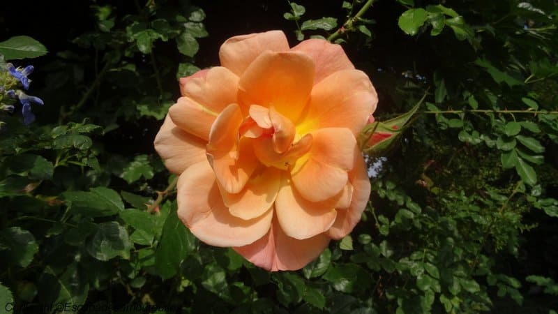 Giverny : 5 raisons de visiter le jardin de Claude Monet en automne 19 Jardin claude monet Giverny