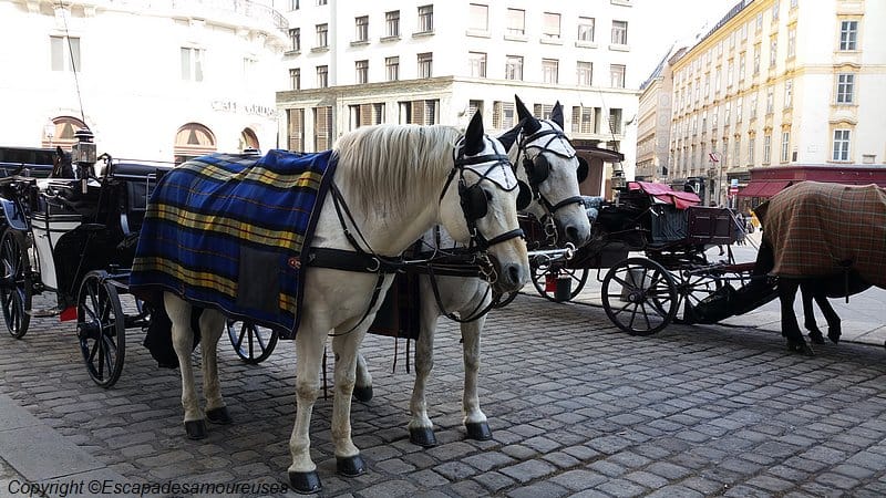 Que faire à Vienne en 3 jours ? Guide pratique 2 Les calèches devant le Hofburg