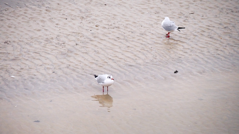 Baie de Somme : entre gris clair et gris foncé. 2 Escapade amoureuse en Baie de Somme décembre 2018
