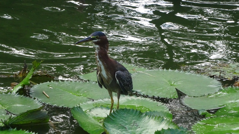 #EnFranceaussi: ornithologie en Guadeloupe. 12 guadeloupe héron vert