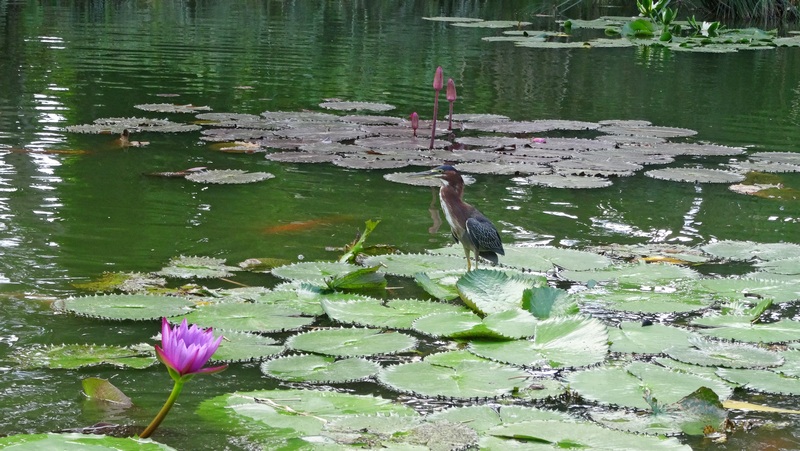 #EnFranceaussi: ornithologie en Guadeloupe. 11 guadeloupe héron vert