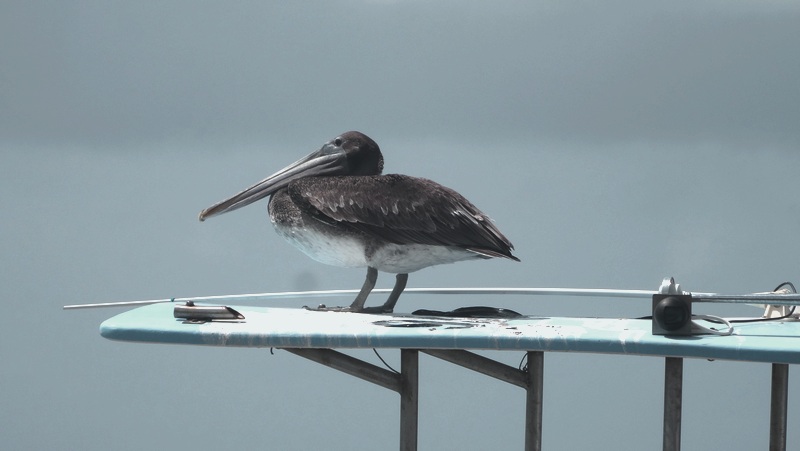 #EnFranceaussi: ornithologie en Guadeloupe. 2 Pélican sur le port de Saint-François Guadeloupe