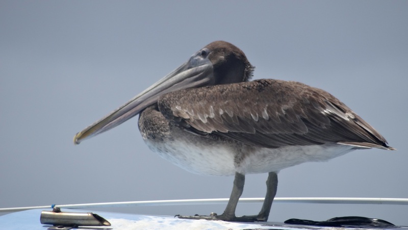 #EnFranceaussi: ornithologie en Guadeloupe. 3 Pélican sur le port de Saint-François Guadeloupe