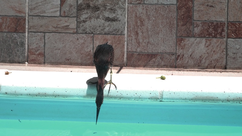 #EnFranceaussi: ornithologie en Guadeloupe. 5 Guadeloupe héron vert dans la piscine