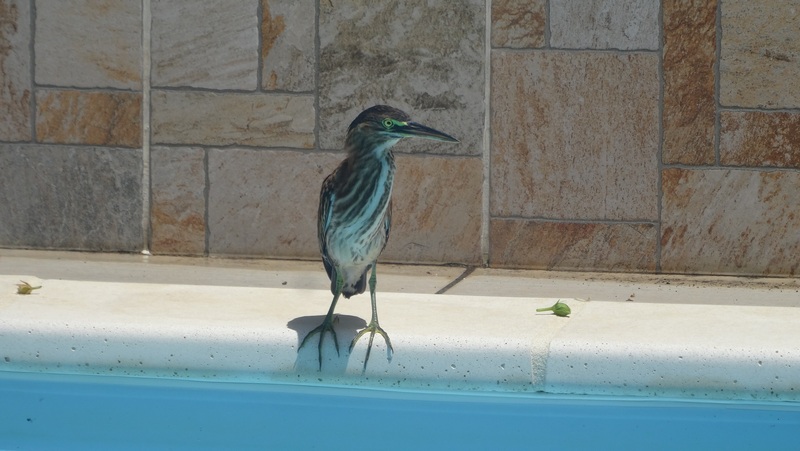 #EnFranceaussi: ornithologie en Guadeloupe. 4 guadeloupe héron vert dans la piscine