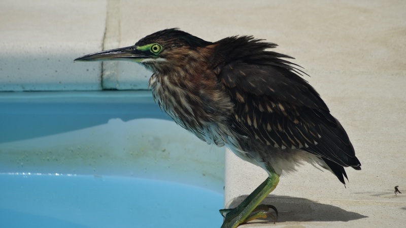 #EnFranceaussi: ornithologie en Guadeloupe. 8 Guadeloupe héron vert dans la piscine