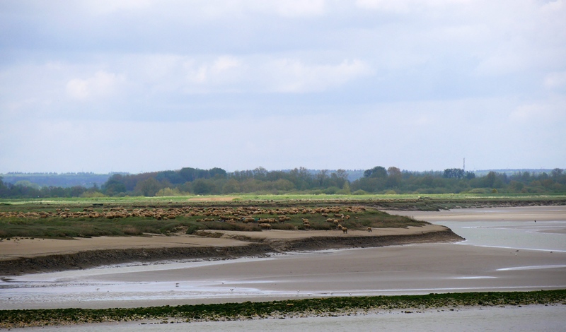 Week-end dans la Somme 55 Agneaux de prés salés baie de somme escapades amoureuses