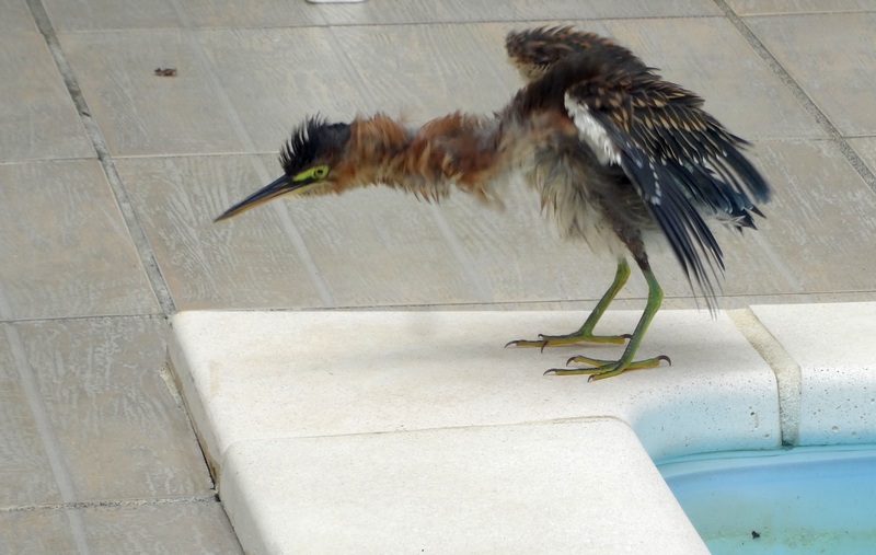 #EnFranceaussi: ornithologie en Guadeloupe. 7 Guadeloupe héron vert dans la piscine