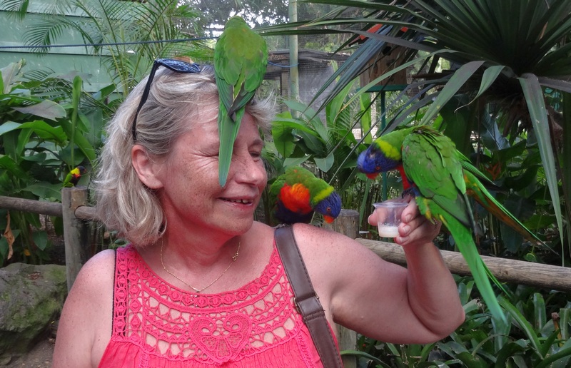 #EnFranceaussi: ornithologie en Guadeloupe. 16 Loriquet au jardin botanique de Deshaie