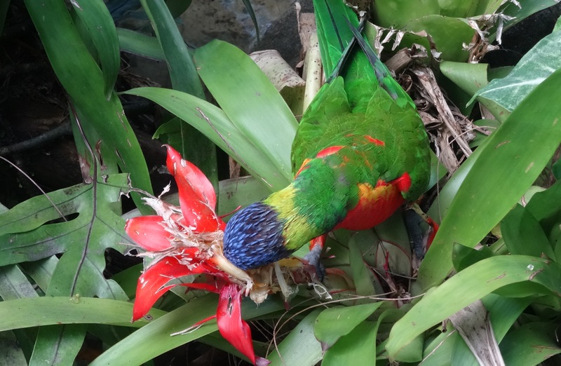#EnFranceaussi: ornithologie en Guadeloupe. 15 Loriquet au jardin botanique de Deshaie
