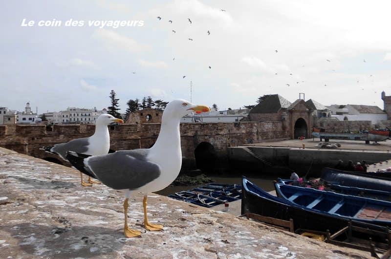 Une escapade romantique à Essaouira (Maroc) 16 CIMG3720