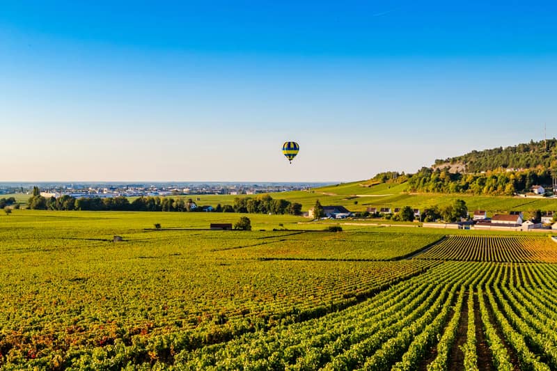 vignes à Beaune