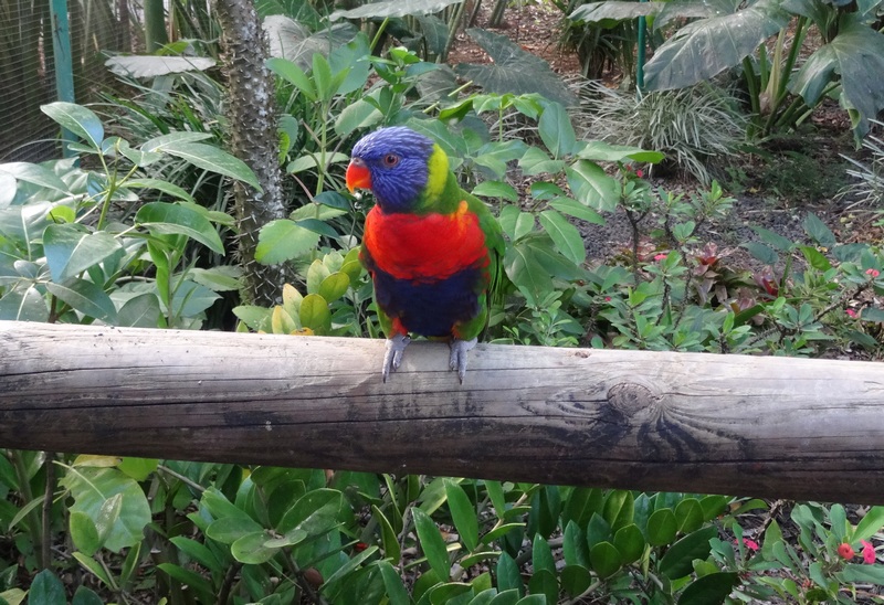 #EnFranceaussi: ornithologie en Guadeloupe. 14 Loriquet au jardin botanique de Deshaie