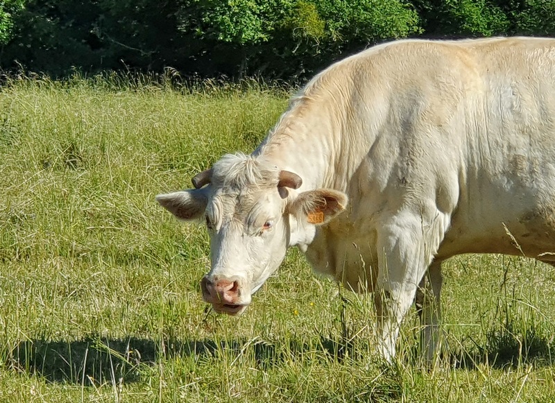 Un week-end à la campagne en Picardie (60). 18 le verger de la linotte un week-end à la campagne dans l'oise picardie