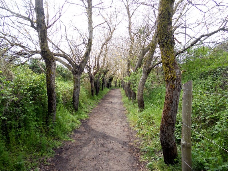 Au Parc du Marquenterre en Baie de Somme 3 marquenterre 05