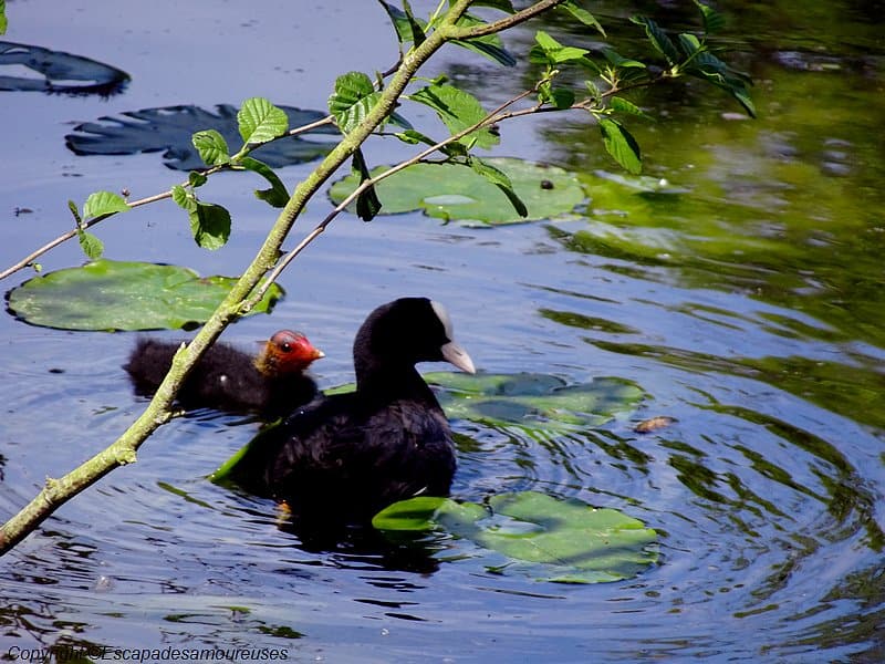 Promenade au Parc du château de Grouchy 7 parcdegrouchy05