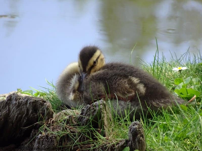 Promenade au Parc du château de Grouchy 9 parcdegrouchy06