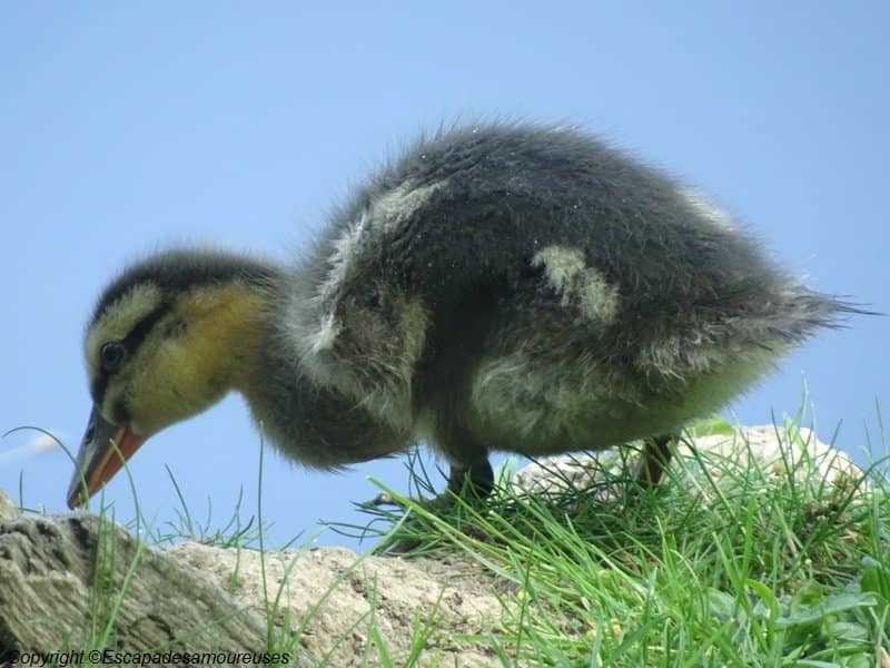 Promenade au Parc du château de Grouchy 10 parcdegrouchy07