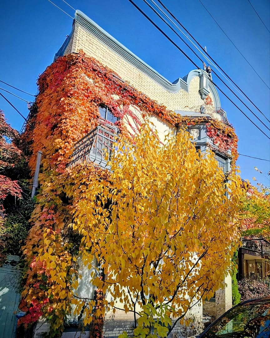 Le Plateau-Mont-Royal : Mon coup de cœur automnal à Montréal 8 Maison couverte de feuilles d'automne