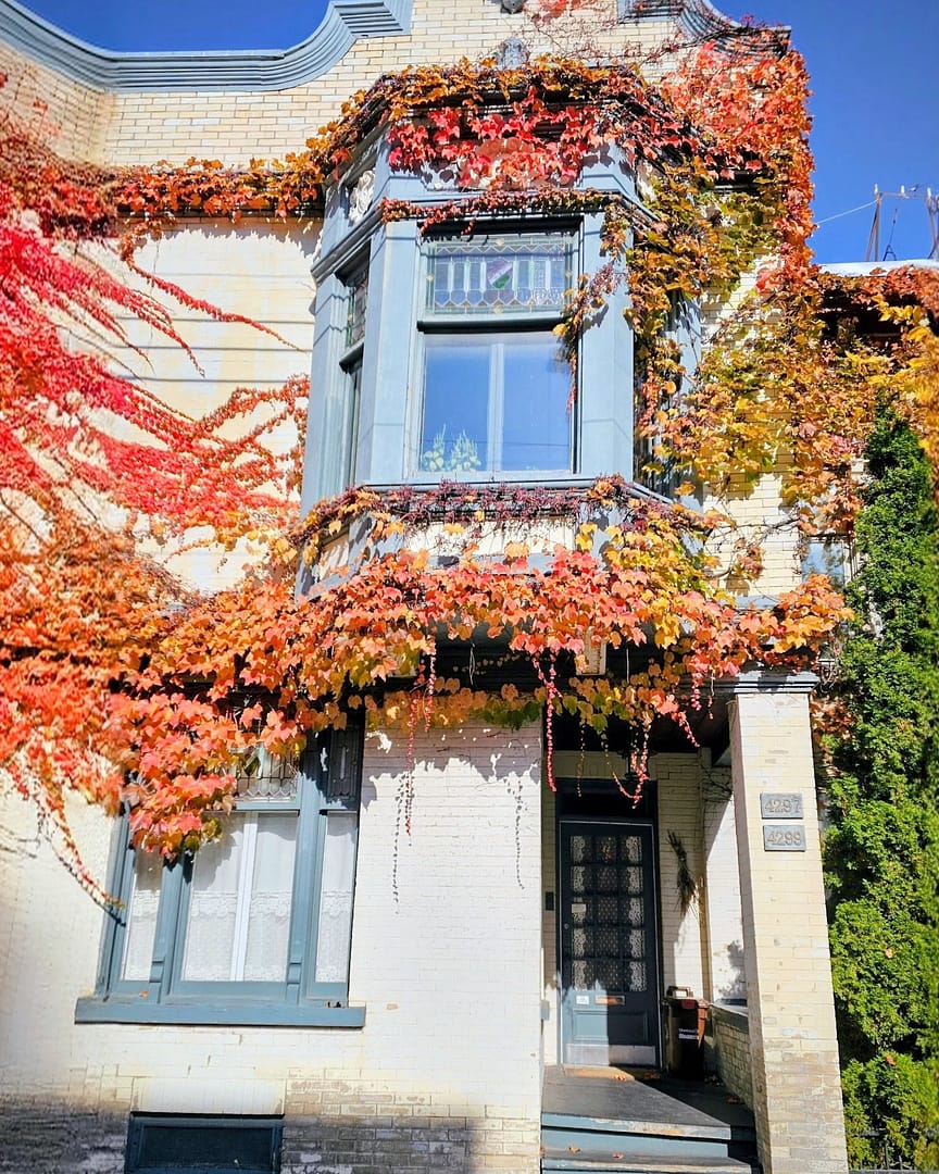 Le Plateau-Mont-Royal : Mon coup de cœur automnal à Montréal 9 Maison couverte de vignes colorées.