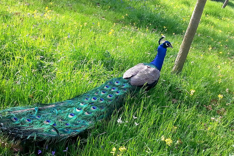 Promenade au Parc de Bagatelle 50 bagatelletop