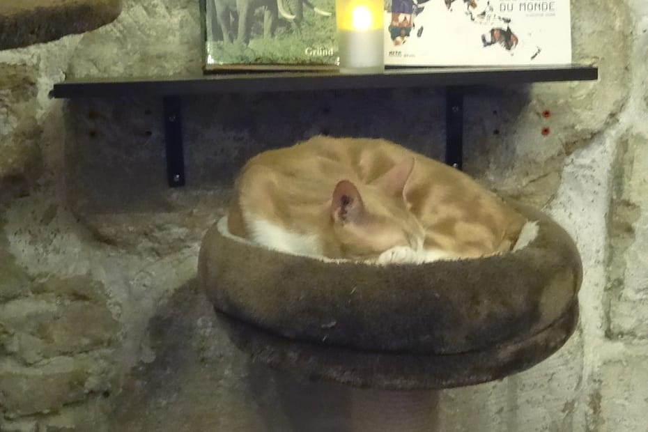 A Paris, le café des chats : avis mitigé. 18 cafedeschats07