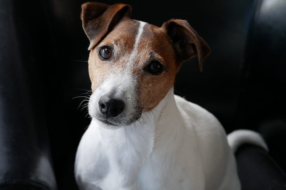 Partir en amoureux mais avec son chien les hébergements dog friendly